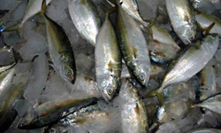 IndianMackerel