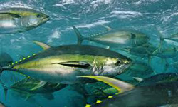 YellowFinTuna