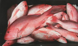 redsnapper